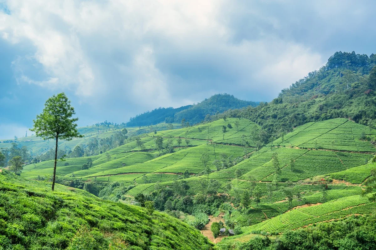 Sri Lanka çay bahçeleri